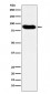 Anti-MCM7 Monoclonal Antibody