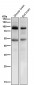 Anti-Prolactin Receptor Rabbit Monoclonal Antibody