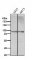 Anti-Prolactin Receptor Rabbit Monoclonal Antibody