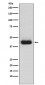 Anti-CD82 Monoclonal Antibody