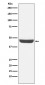 Anti-NDRG1 Monoclonal Antibody