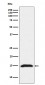 Anti-Fragilis IFITM3 Monoclonal Antibody