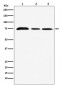 Anti-KAT7 / HBO1 / MYST2 Monoclonal Antibody