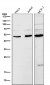 Anti-LOXL2 Rabbit Monoclonal Antibody