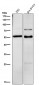 Anti-LOXL2 Rabbit Monoclonal Antibody