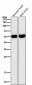 Anti-LOXL2 Rabbit Monoclonal Antibody