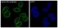 Anti-Lamin B2 Monoclonal Antibody