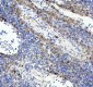 Anti-Lamin B2 Monoclonal Antibody