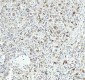 Anti-Lamin B2 Monoclonal Antibody