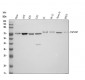 Anti-Lamin B2 Monoclonal Antibody