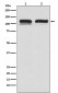 Anti-USP11 Monoclonal Antibody