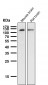 Anti-USP11 Monoclonal Antibody