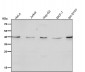 Anti-CTLA4 (CD152) Monoclonal Antibody