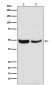 Anti-SKP2 Monoclonal Antibody