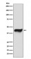 Anti-IKB epsilon NFKBIE Monoclonal Antibody