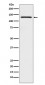 Anti-USP28 Monoclonal Antibody