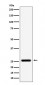 Anti-FADD Monoclonal Antibody