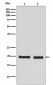 Anti-Skp1 Monoclonal Antibody