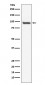 Anti-USP13 Monoclonal Antibody