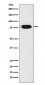 Anti-c-Rel Monoclonal Antibody