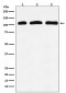 Anti-PI 3 Kinase p110 delta PIK3CD Rabbit Monoclonal Antibody