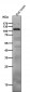 Anti-PI 3 Kinase p110 delta PIK3CD Rabbit Monoclonal Antibody