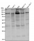 Anti-PI 3 Kinase p110 delta PIK3CD Rabbit Monoclonal Antibody