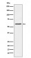 Anti-PAK1 Monoclonal Antibody