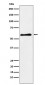 Anti-PAK3 Rabbit Monoclonal Antibody