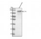 Anti-Ctip1 Monoclonal Antibody