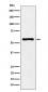 Anti-PAK2 Monoclonal Antibody