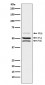 Anti-SHC Monoclonal Antibody