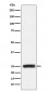 Anti-GRB2 Monoclonal Antibody