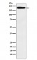 Anti-IQGAP1 Monoclonal Antibody