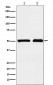 Anti-KMT5A / SETD8 / Pr-SET7 Monoclonal Antibody