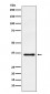 Anti-WDR5 Monoclonal Antibody