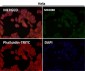 Anti-SMYD3 Monoclonal Antibody