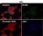 Anti-SMYD3 Monoclonal Antibody