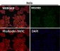 Anti-SMYD3 Monoclonal Antibody