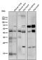 Anti-SMYD3 Monoclonal Antibody