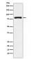 Anti-Egr1 Monoclonal Antibody