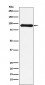 Anti-Cullin 1 Monoclonal Antibody