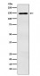 Anti-MYBBP1A Monoclonal Antibody