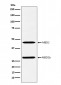 Anti-MBD2 Rabbit Monoclonal Antibody