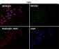 Anti-PFKFB3 Monoclonal Antibody