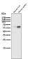 Anti-PFKFB3 Monoclonal Antibody