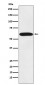 Anti-STIP1 Monoclonal Antibody