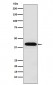 Anti-Inhibin alpha INHA Monoclonal Antibody