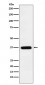 Anti-TMEM173 Monoclonal Antibody