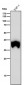 Anti-TMEM173 Monoclonal Antibody